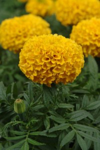 marigold_taishan_gold