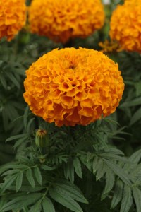 marigold_taishan_orange