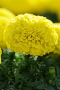 marigold_taishan_yellow