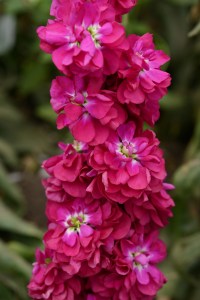mathiola_column_miracle_crimson.jpg
