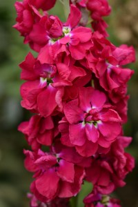 mathiola_column_pacific_crimson.jpg