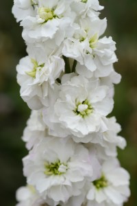 mathiola_column_white_godess.jpg
