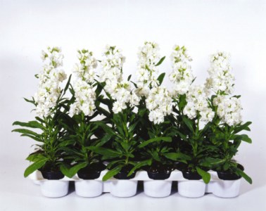 mathiola_hot_cakes_white2