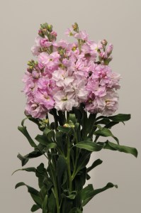 mathiola_katz_cherry_blossom6