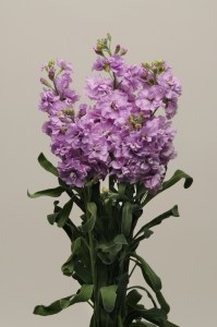 mathiola_katz_light_lavender8