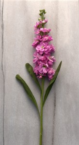 mathiola_katz_pink_22