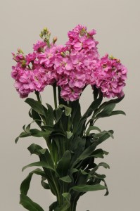 mathiola_katz_pink_232