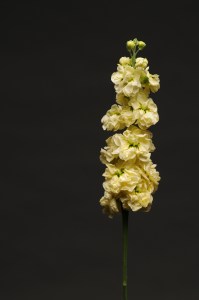 mathiola_katz_yellow7