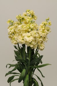 mathiola_katz_yellow_13