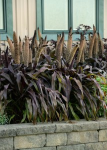 millet_copper_prince2