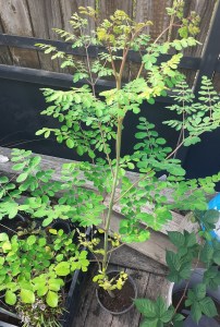 moringa4