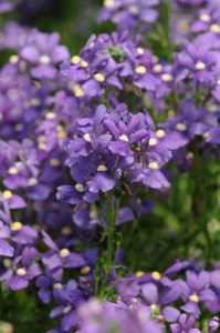 nemesia_poetry_blue