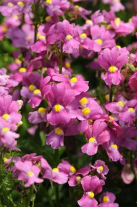 nemesia_poetry_deep_pink