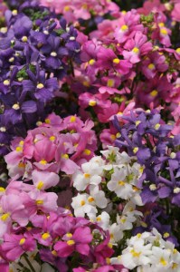 nemesia_poetry_mix