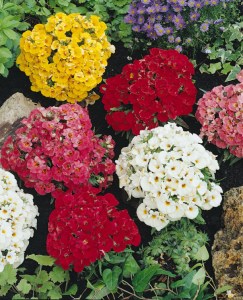nemesia_sundrops_mix2