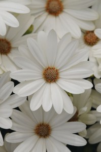 osteospermum_akila_daisy_white