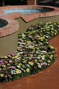 osteospermum_akila_grand_canyon_mix2