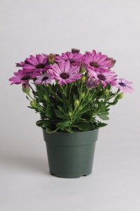 osteospermum_akila_lavender_shades2