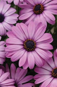 osteospermum_akila_lavender_shades