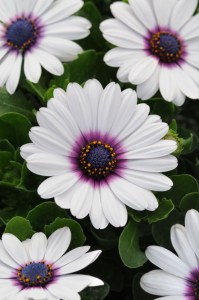 osteospermum_akila_white_purple_eye