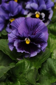 pansy_fizzle_siizle_blue