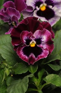 pansy_fizzle_siizle_raspberry