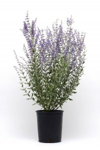 perovskia_blue_steel3