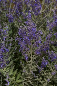 perovskia_blue_steel4