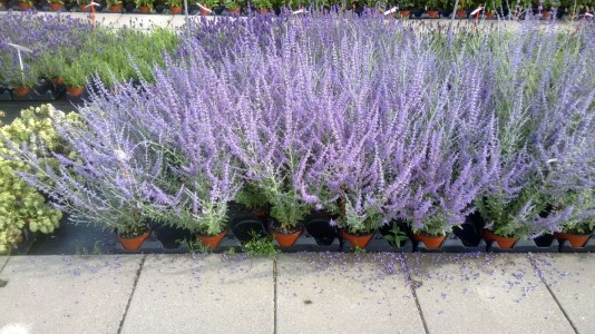 perovskia_blue_steel