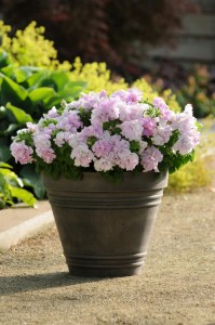 petunia_double_cascade_orchid_mist2