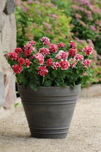 petunia_duo_red_and_white
