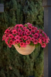 petunia_easy_wave_berry_velour25