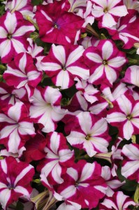 petunia_easy_wave_burgundy_star