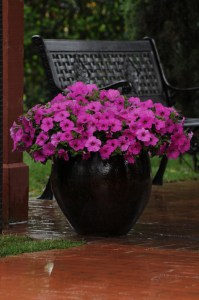 petunia_easy_wave_neon_rose2