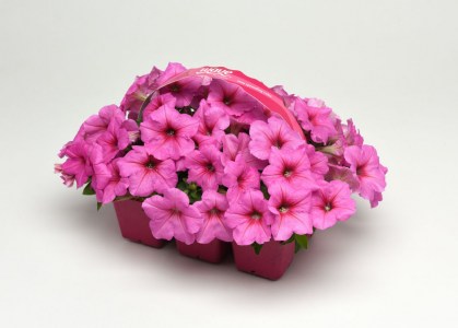 petunia_easy_wave_pink_passion2