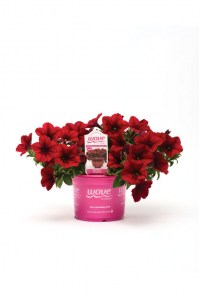 petunia_easy_wave_red_velour