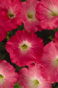 petunia_easy_wave_rosy_dawn