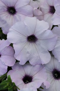 petunia_easy_wave_silver2