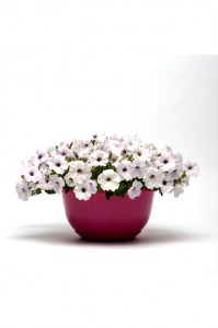 petunia_easy_wave_silver