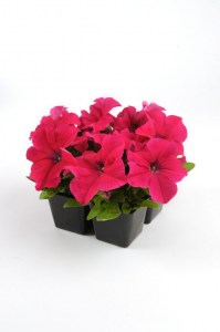 petunia_ez_rider_rose