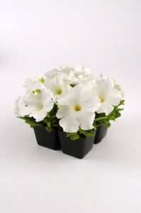 petunia_ez_rider_white