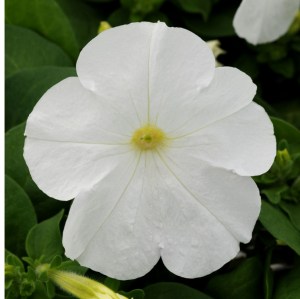 petunia_lo_rider_white
