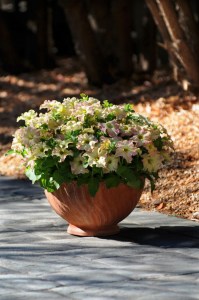 petunia_sophistica_antique_shades2