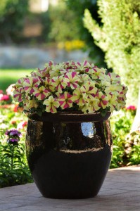 petunia_sophistica_lime_bicolor2