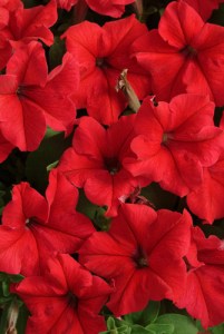 petunia_supercascade_red1