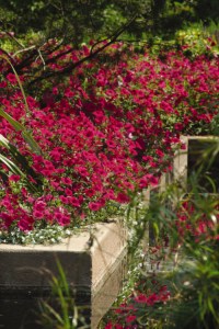 petunia_tidal_wave_cherry2