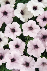 petunia_tidal_wave_silver
