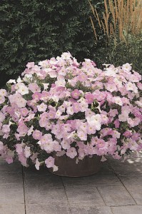 petunia_wave_mystic_lilac