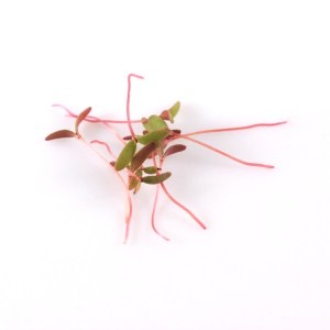 portulaca