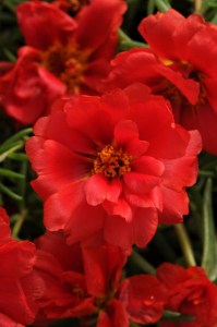 portulaca_happy_hour_deep_red